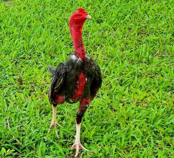 Cara Mencabut Bulu Ayam Aduan Agar Tidak Merasakan Sakit