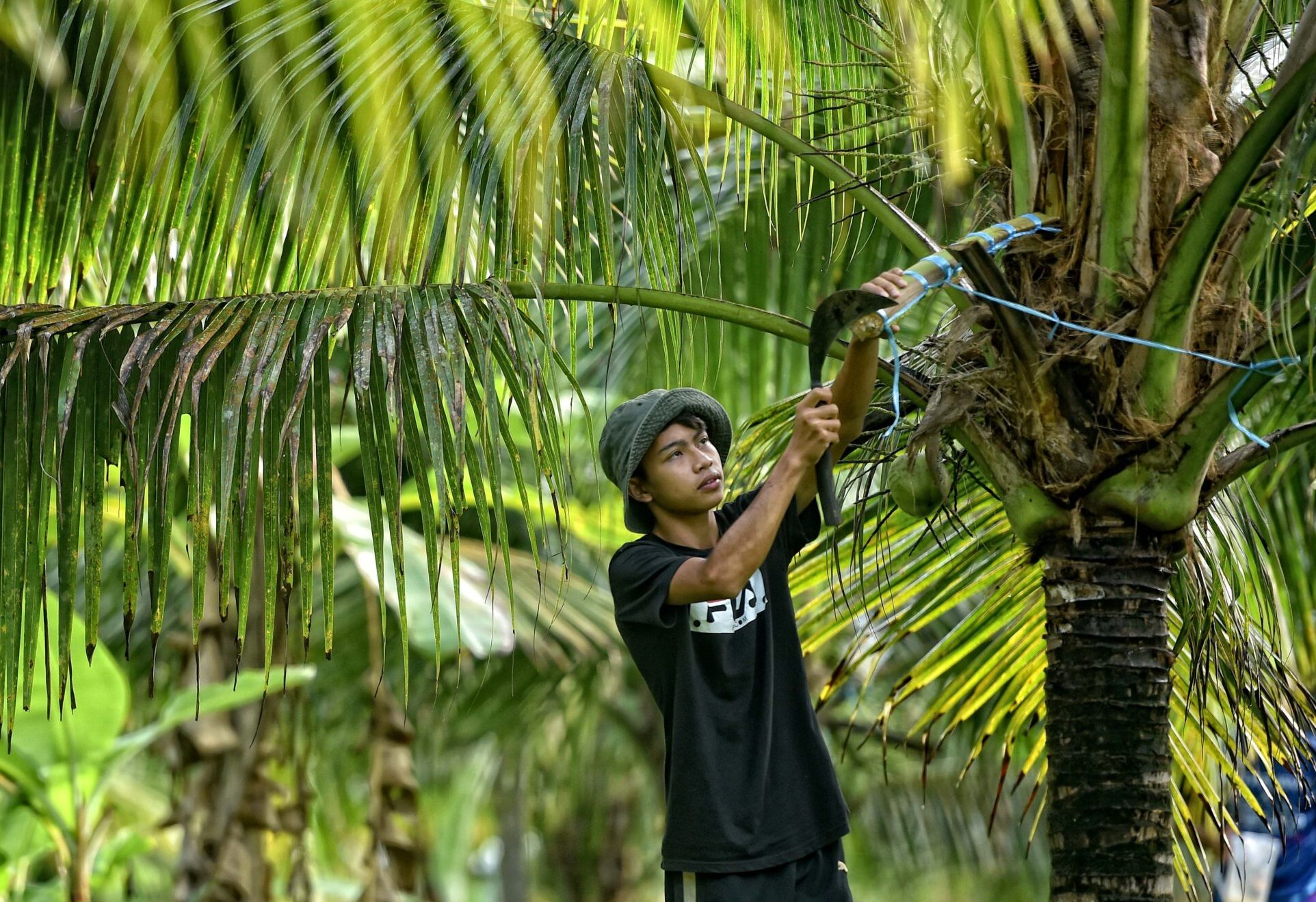 teknik pembuatan gula semut praktis