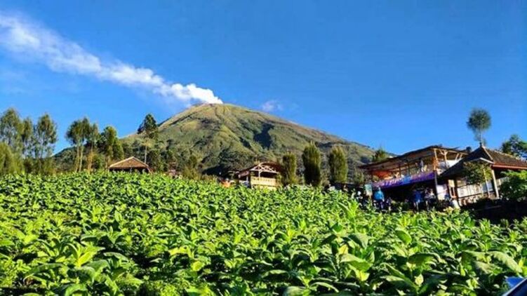 jenis tembakau di Indonesia