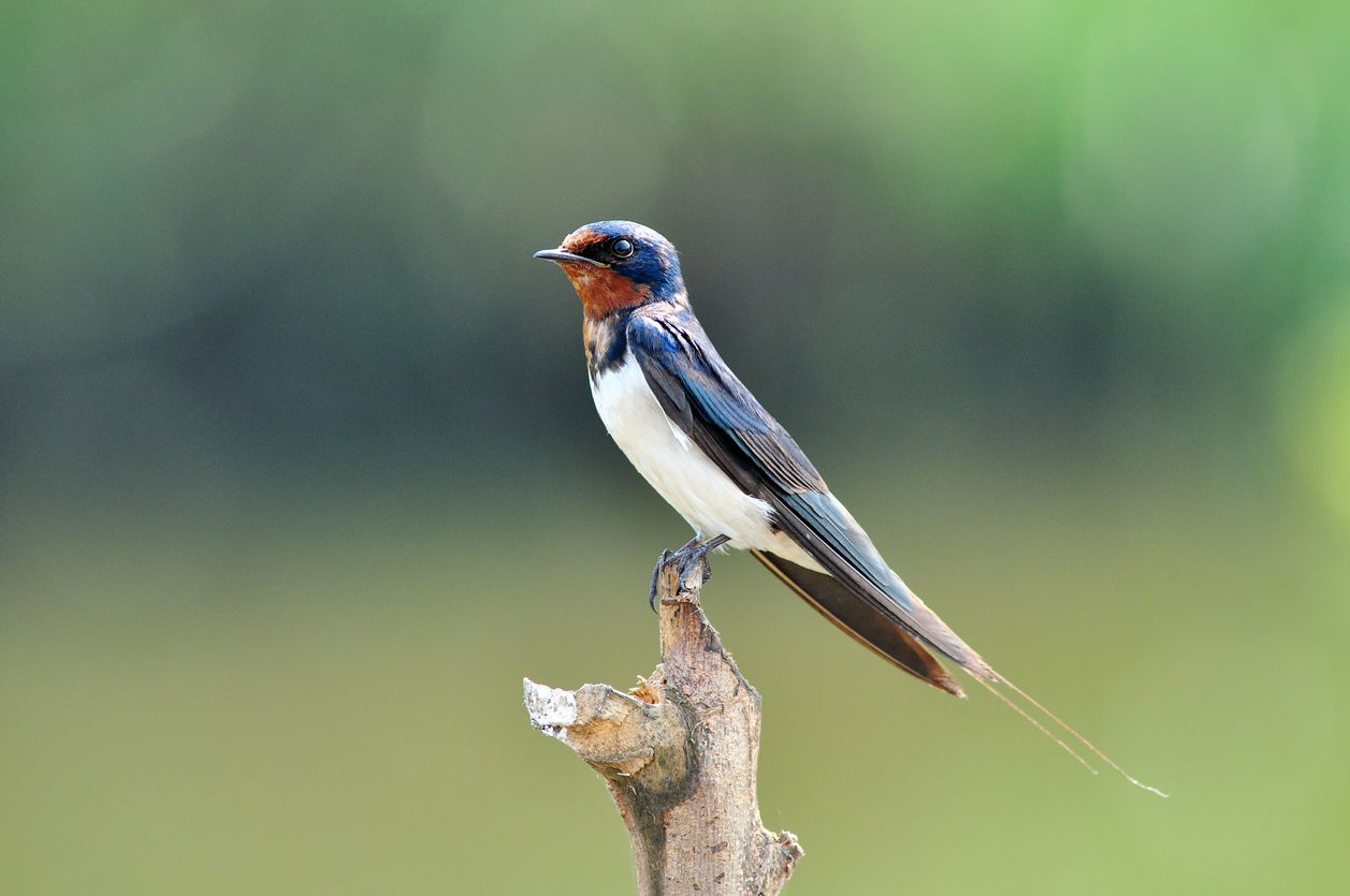 cara membuat pakan burung walet