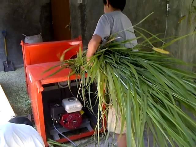 Pencacahan Rumput Untuk Biogas dengan Baik dan Benar