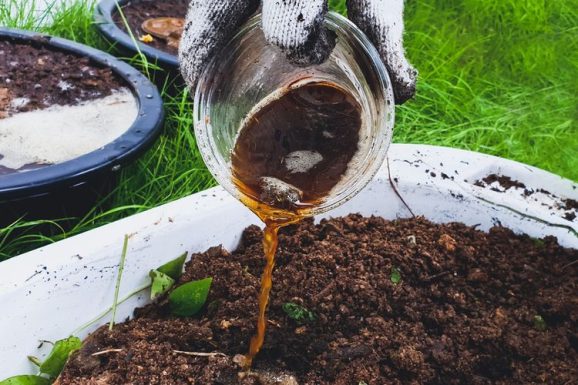 Langkah Membuat Pupuk Kompos Alami Dengan Cepat