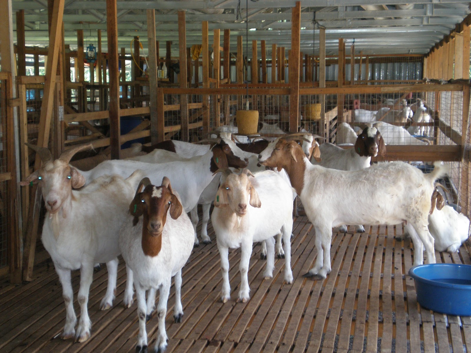 manfaat ternak kambing dalam pertanian