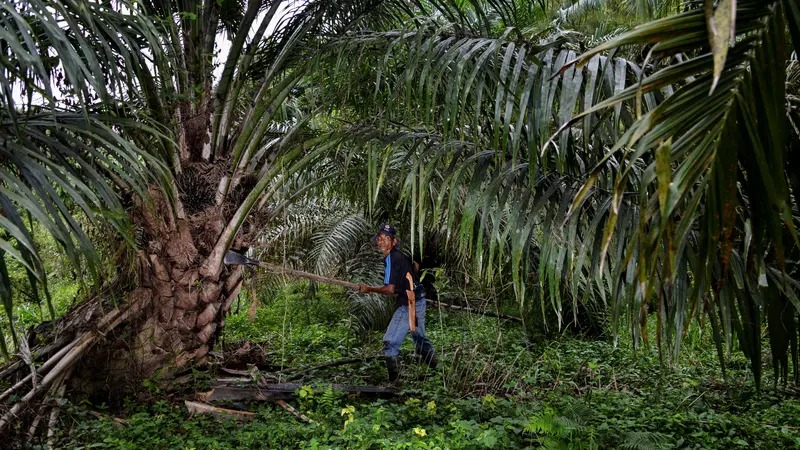 Mengolah Pelepah Sawit dengan Mesin Pencacah