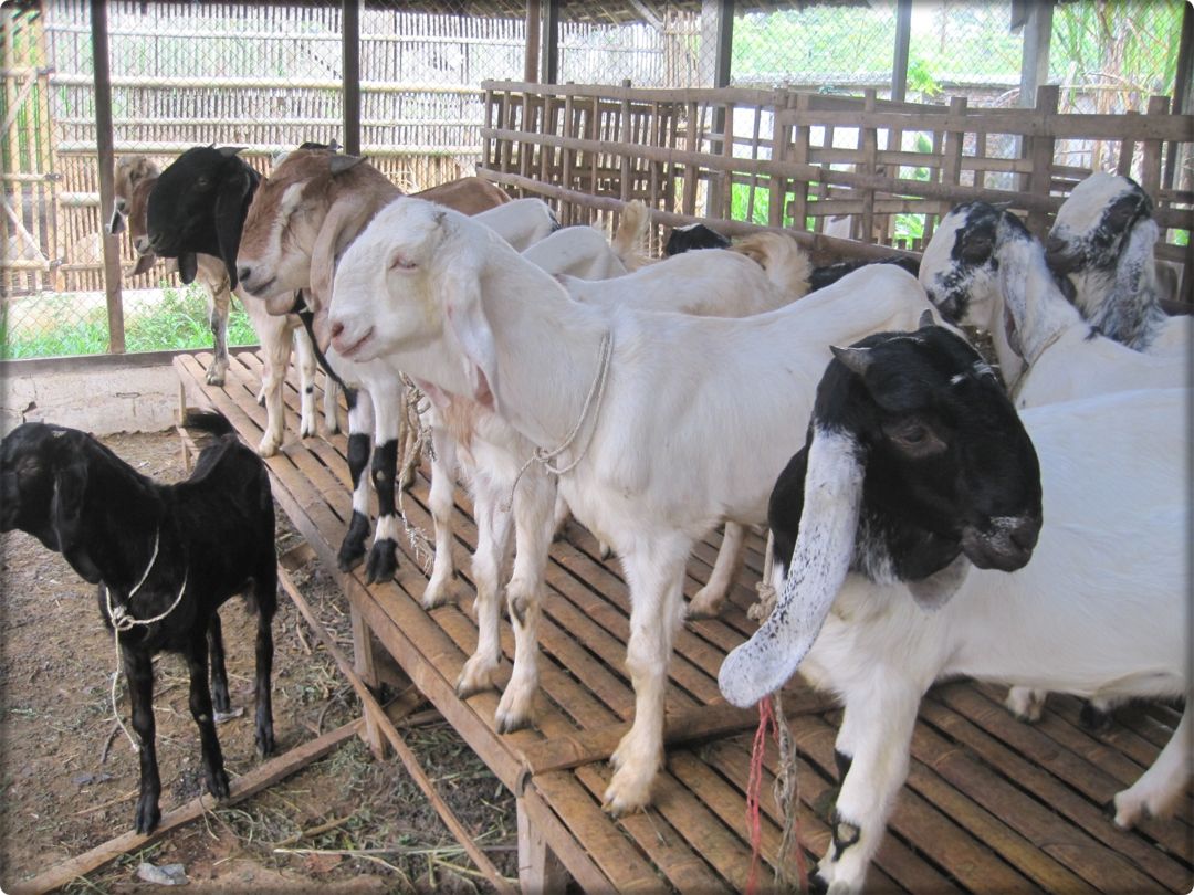 pebiakan kambing unggul dan produktif