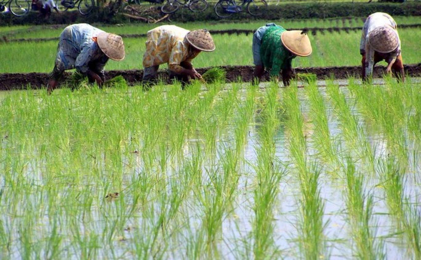 Panduan Musim untuk Menanam Padi untuk Para Petani