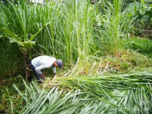 panduan lengkap tentang cara menanam rumput odot pakan sapi