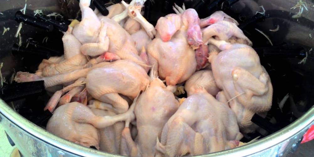 Bisnis Modern Usaha Perontokan Bulu Ayam Otomatis