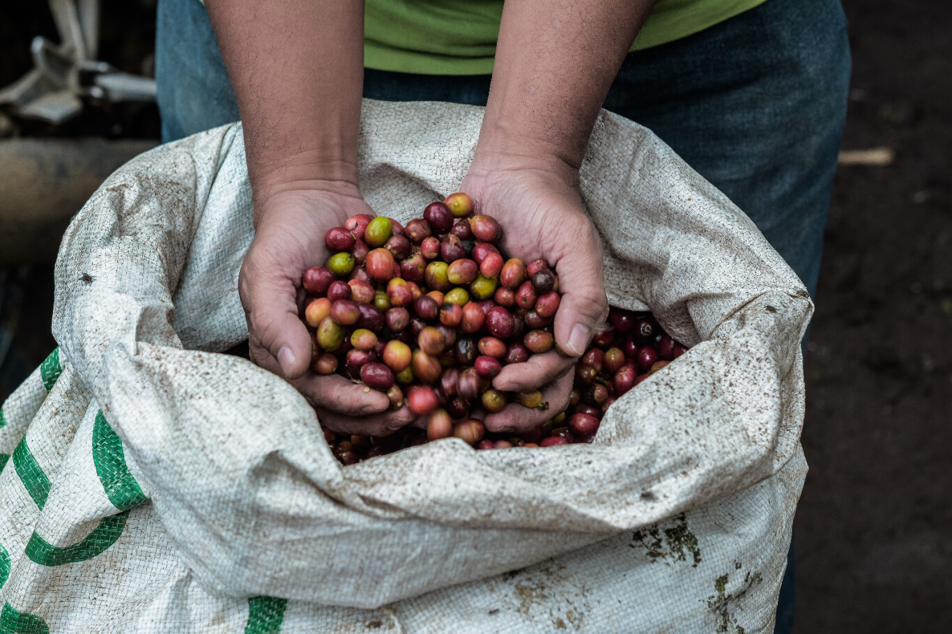 Cara Ekspor Produk Buah Kopi, Langkah Awal Menuju Pasar Dunia